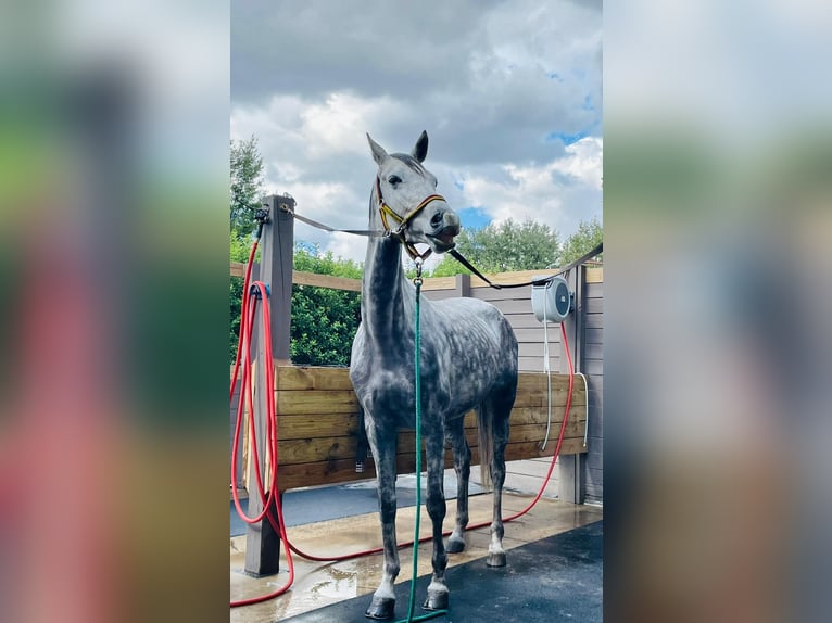 Hannoveraan Ruin 10 Jaar 170 cm Schimmel in Schulendorf