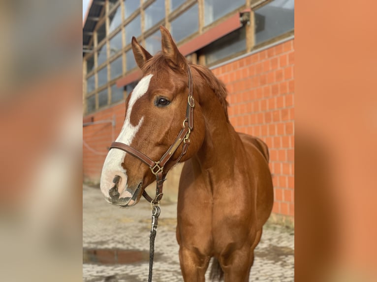 Hannoveraan Ruin 10 Jaar 170 cm Vos in Hemmingen