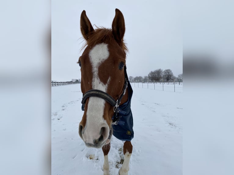 Hannoveraan Ruin 10 Jaar 170 cm Vos in Hemmingen