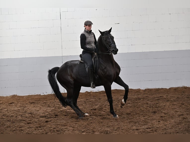 Hannoveraan Ruin 10 Jaar 170 cm Zwartbruin in Friesoythe