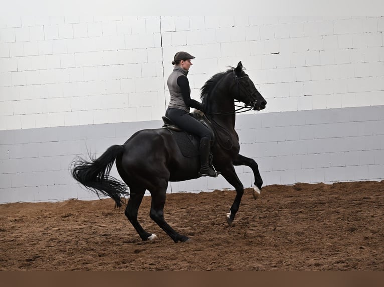 Hannoveraan Ruin 10 Jaar 170 cm Zwartbruin in Friesoythe
