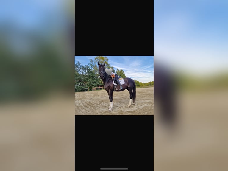Hannoveraan Ruin 10 Jaar 170 cm Zwartbruin in Klagenfurt,11.Bez.:St. RuprechtKlagenfurter