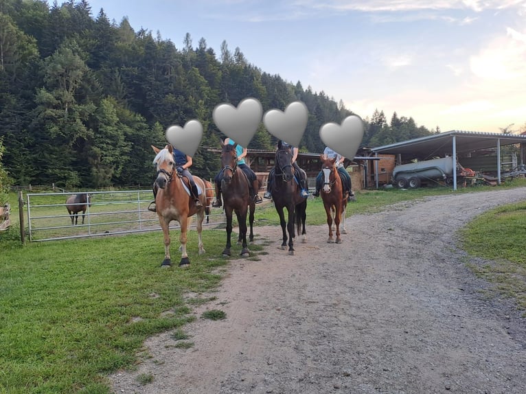 Hannoveraan Ruin 10 Jaar 170 cm Zwartbruin in Klagenfurt,11.Bez.:St. RuprechtKlagenfurter