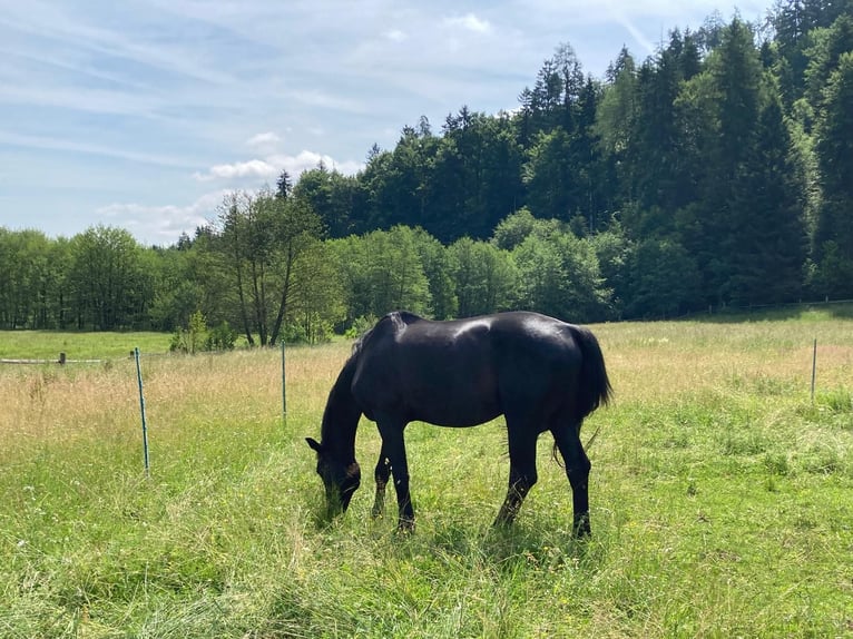 Hannoveraan Ruin 10 Jaar 170 cm Zwartbruin in Klagenfurt,11.Bez.:St. RuprechtKlagenfurter