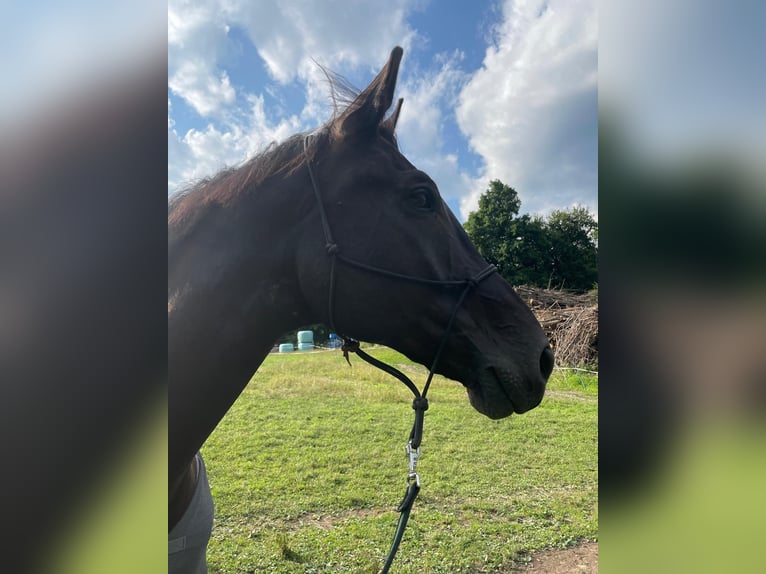 Hannoveraan Ruin 10 Jaar 170 cm Zwartbruin in Klagenfurt,11.Bez.:St. RuprechtKlagenfurter