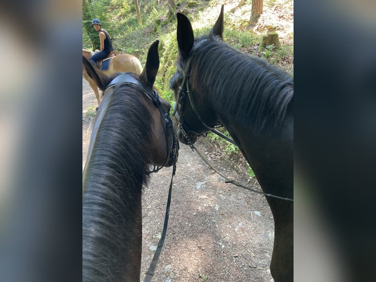 Hannoveraan Ruin 10 Jaar 170 cm Zwartbruin in Klagenfurt,11.Bez.:St. RuprechtKlagenfurter