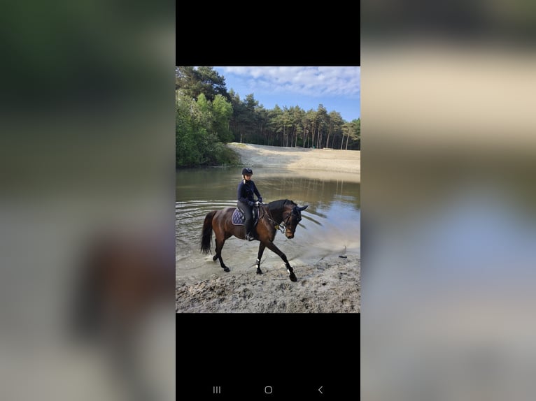 Hannoveraan Ruin 10 Jaar 172 cm Bruin in Bergkamen