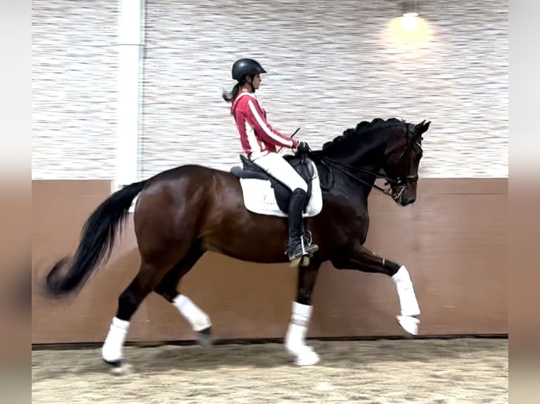 Hannoveraan Ruin 10 Jaar 172 cm Donkerbruin in Wehringen