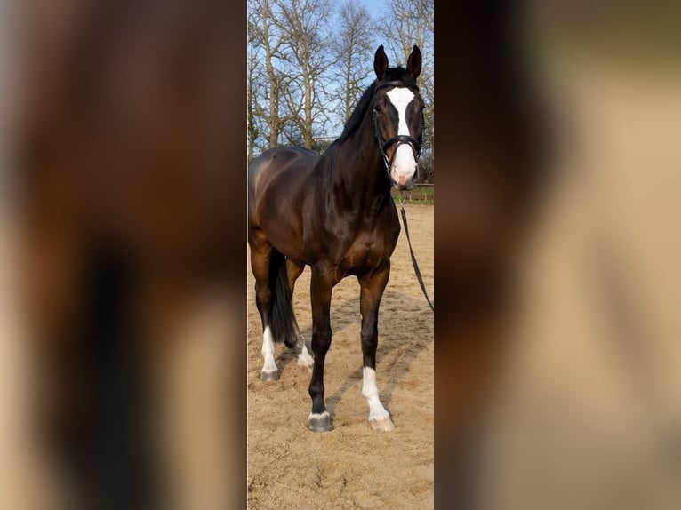 Hannoveraan Ruin 10 Jaar 172 cm Donkerbruin in Meppen