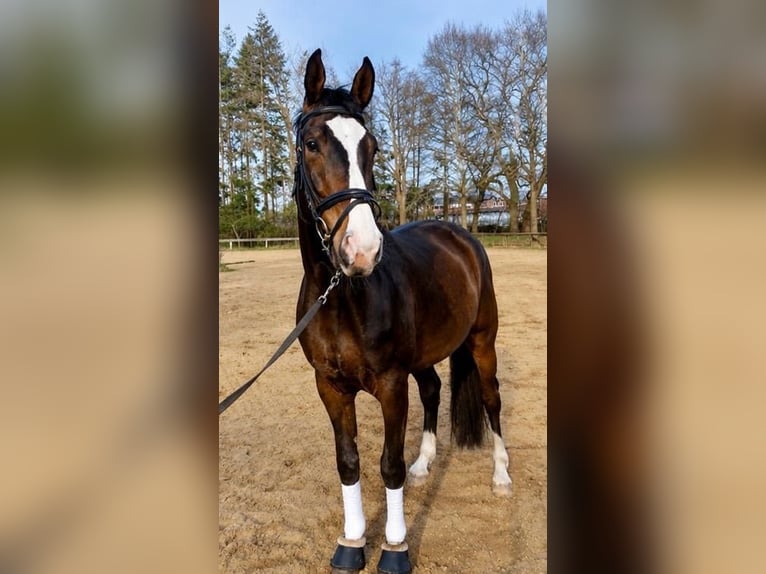 Hannoveraan Ruin 10 Jaar 172 cm Donkerbruin in Meppen