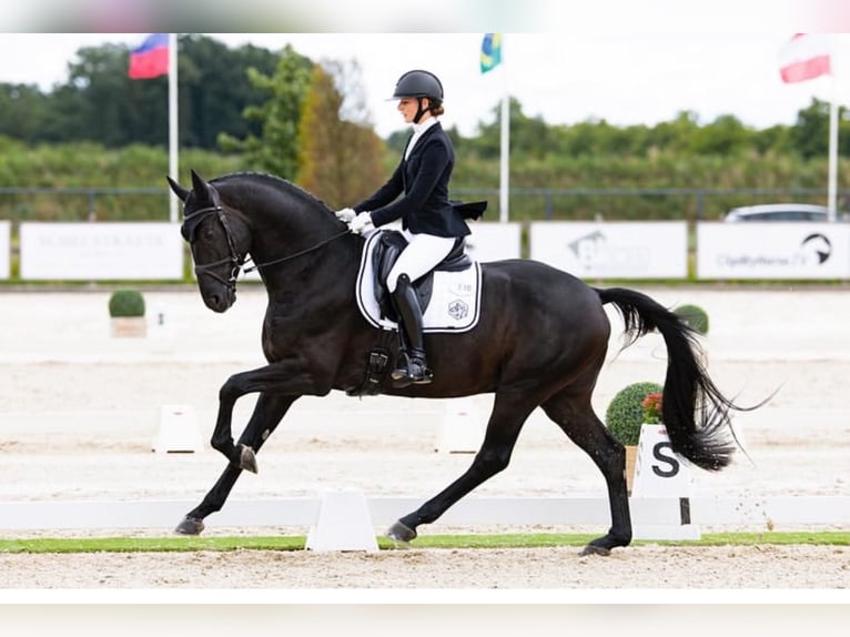 Hannoveraan Ruin 10 Jaar 172 cm in Boccaleone