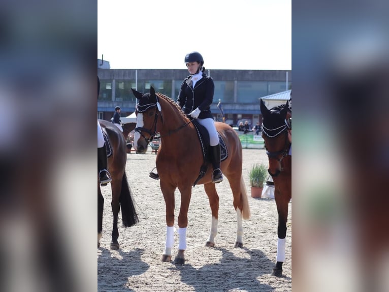 Hannoveraan Ruin 10 Jaar 172 cm Vos in Marne