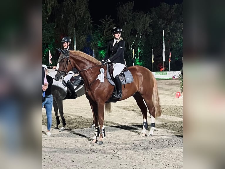 Hannoveraan Ruin 10 Jaar 172 cm Vos in Marne