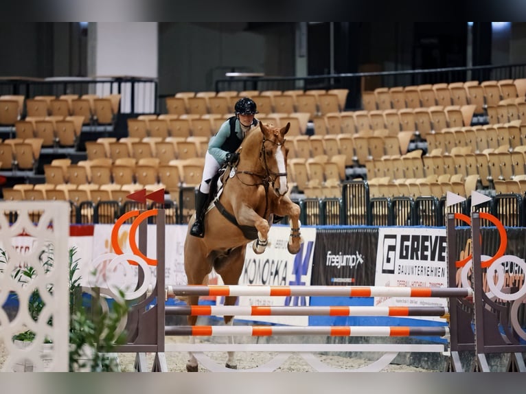 Hannoveraan Ruin 10 Jaar 172 cm Vos in Marne