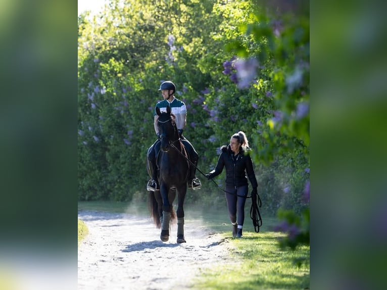 Hannoveraan Ruin 10 Jaar 172 cm Zwart in Schlitz