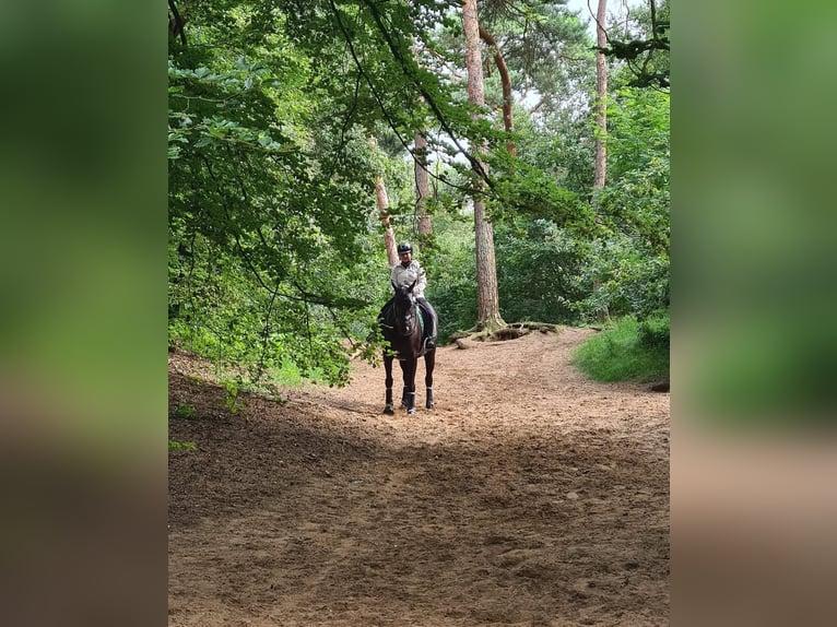 Hannoveraan Ruin 10 Jaar 172 cm Zwart in Dortmund