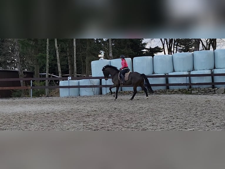 Hannoveraan Ruin 10 Jaar 172 cm Zwartbruin in Wilsdruff