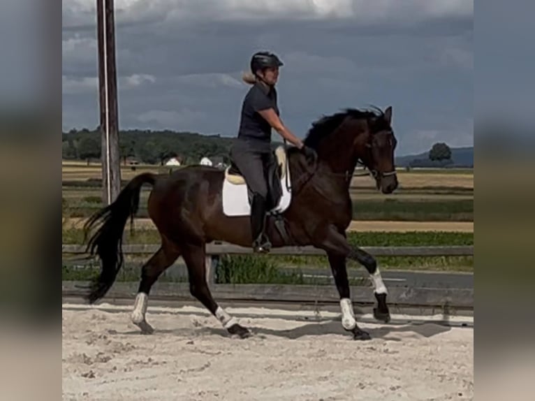 Hannoveraan Ruin 10 Jaar 173 cm Donkerbruin in Bleckede