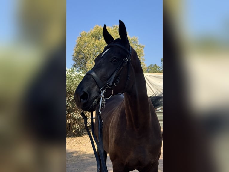 Hannoveraan Ruin 10 Jaar 173 cm Zwartbruin in Aldea De Los Rios
