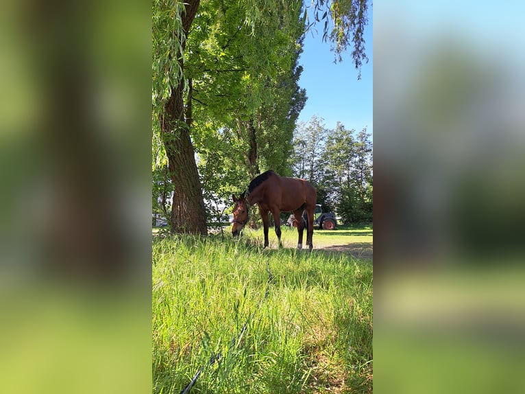 Hannoveraan Ruin 10 Jaar 174 cm Bruin in Auetal Borstel