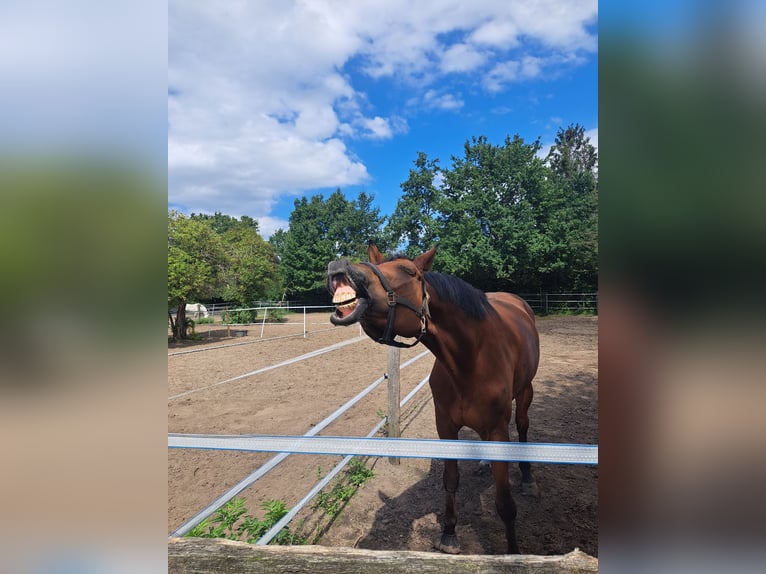 Hannoveraan Ruin 10 Jaar 174 cm Bruin in Auetal Borstel