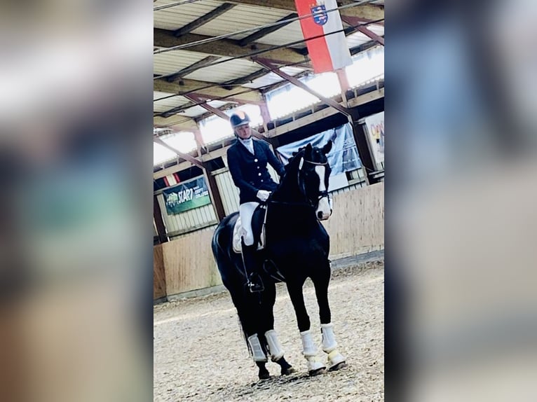 Hannoveraan Ruin 10 Jaar 174 cm Donkerbruin in Schmachtenhagen