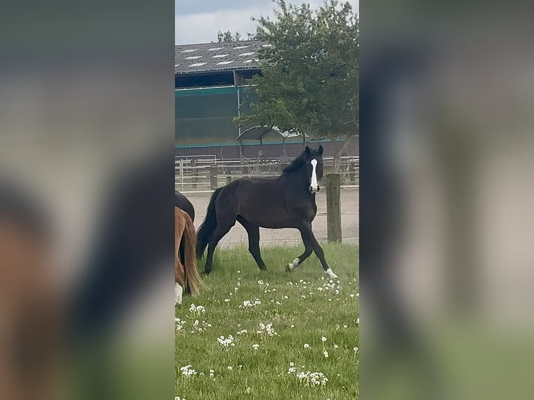 Hannoveraan Ruin 10 Jaar 174 cm Donkerbruin in Schmachtenhagen