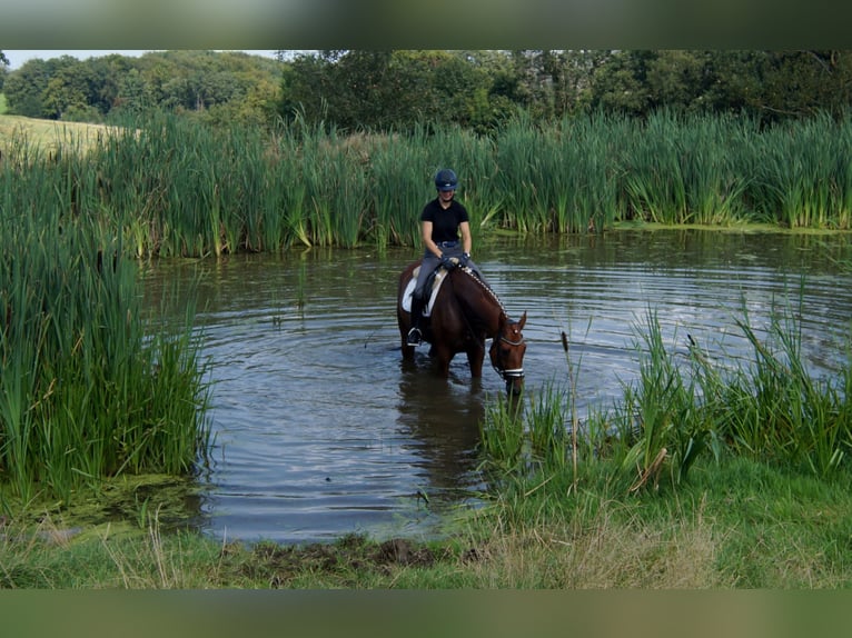 Hannoveraan Ruin 10 Jaar 174 cm Vos in Iserlohn