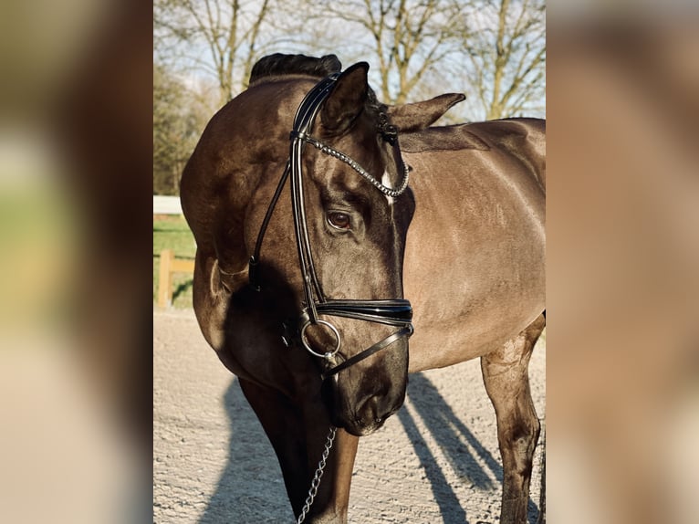 Hannoveraan Ruin 10 Jaar 174 cm Zwart in Bad Zwischenahn