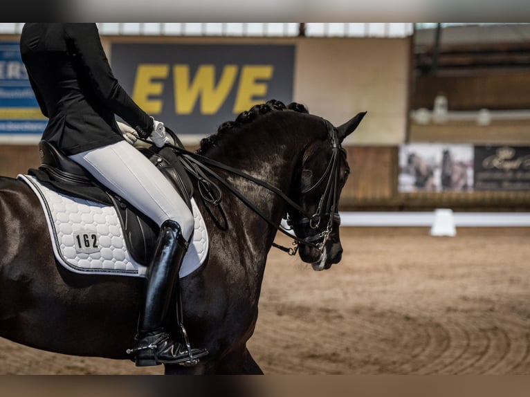 Hannoveraan Ruin 10 Jaar 174 cm Zwart in Bad Zwischenahn