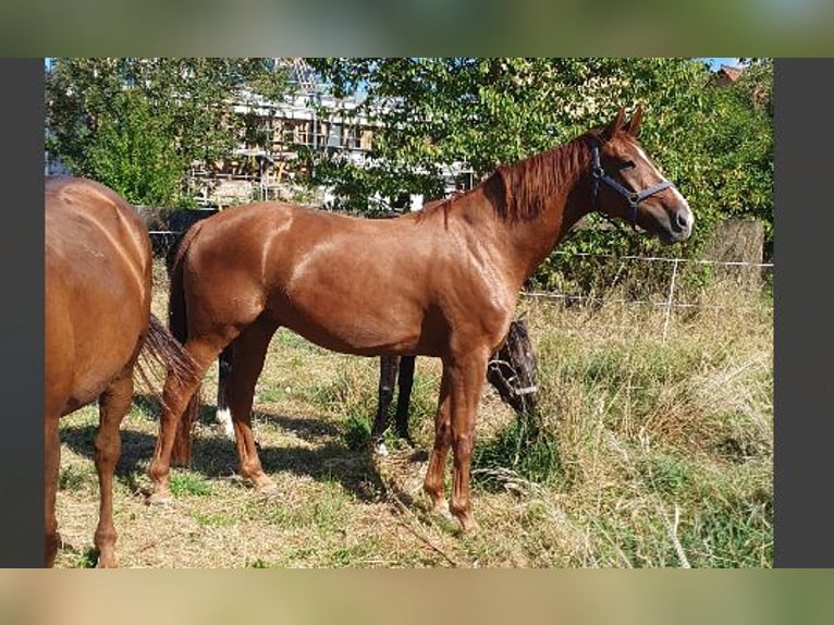Hannoveraan Ruin 10 Jaar 175 cm Vos in Kirchhain