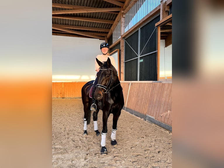 Hannoveraan Ruin 10 Jaar 175 cm Zwartbruin in Landesbergen