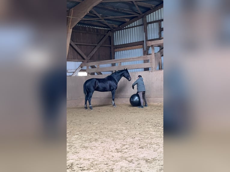 Hannoveraan Ruin 10 Jaar 175 cm Zwartbruin in Landesbergen