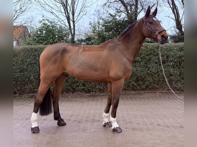 Hannoveraan Ruin 10 Jaar 176 cm Bruin in Willich