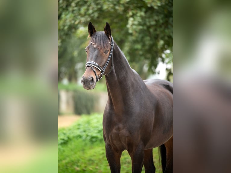 Hannoveraan Ruin 10 Jaar 176 cm Donkerbruin in Grefrath
