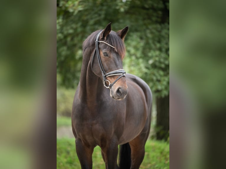 Hannoveraan Ruin 10 Jaar 176 cm Donkerbruin in Grefrath
