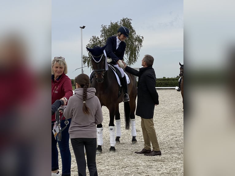 Hannoveraan Ruin 10 Jaar 176 cm Donkerbruin in Grefrath