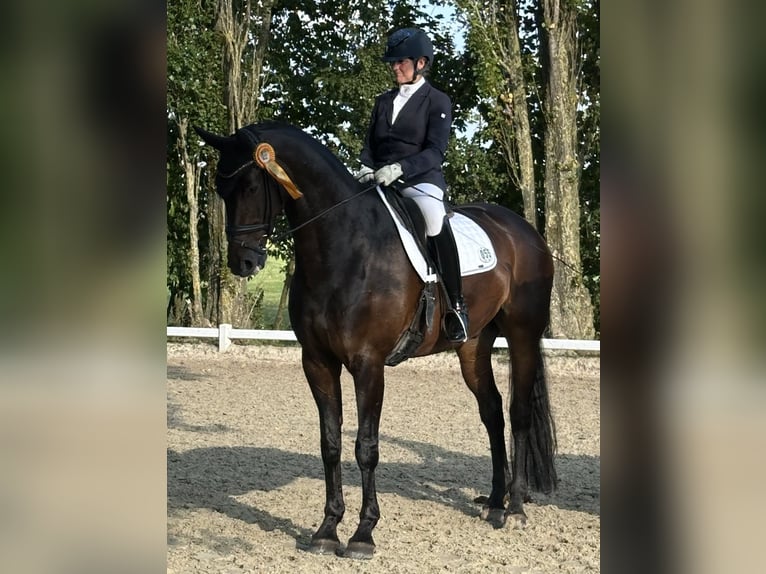 Hannoveraan Ruin 10 Jaar 176 cm Donkerbruin in Grefrath