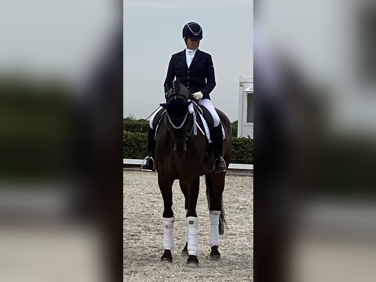 Hannoveraan Ruin 10 Jaar 176 cm Donkerbruin in Grefrath