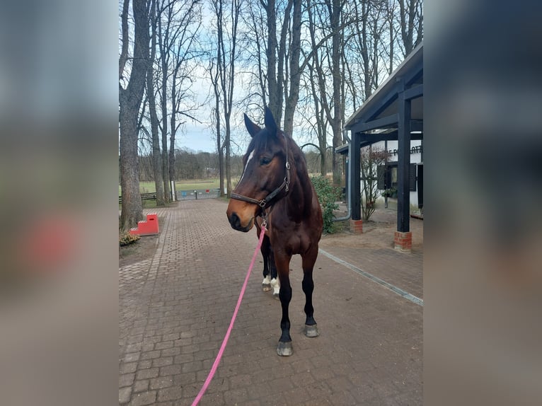 Hannoveraan Ruin 10 Jaar 176 cm Donkerbruin in Schildow
