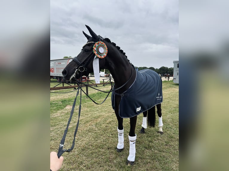 Hannoveraan Ruin 10 Jaar 178 cm Zwartbruin in Apelern