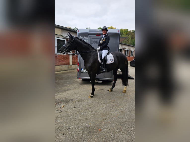 Hannoveraan Ruin 10 Jaar 178 cm Zwartbruin in Apelern