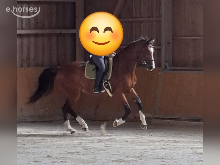 Hannoveraan Ruin 10 Jaar 180 cm Bruin in Gedern