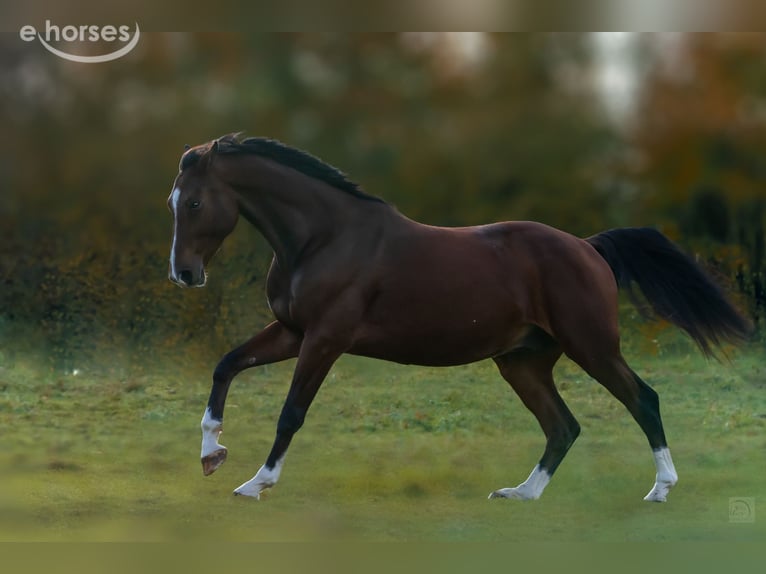 Hannoveraan Ruin 10 Jaar 180 cm Bruin in Gedern