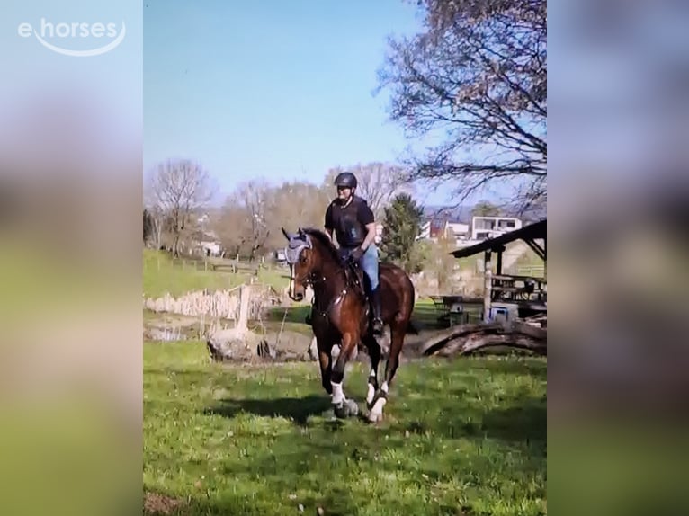 Hannoveraan Ruin 10 Jaar 180 cm Bruin in Gedern