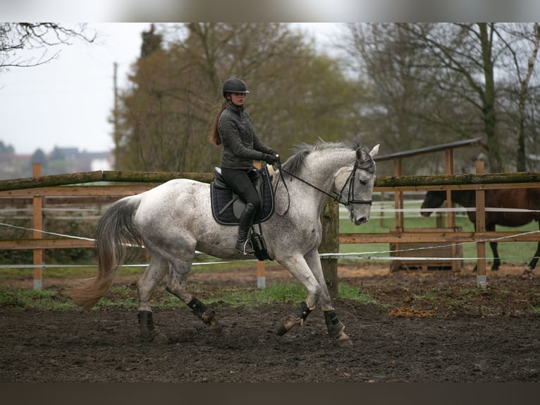 Hannoveraan Ruin 10 Jaar 184 cm  in Ladenburg