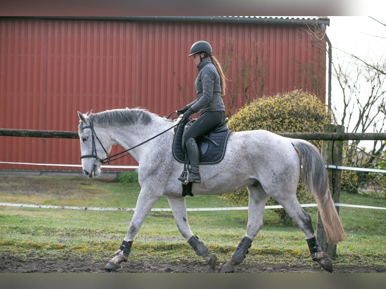Hannoveraan Ruin 10 Jaar 184 cm  in Ladenburg