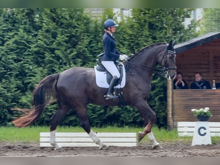 Hannoveraan Ruin 10 Jaar 185 cm Donkere-vos in Gernsheim