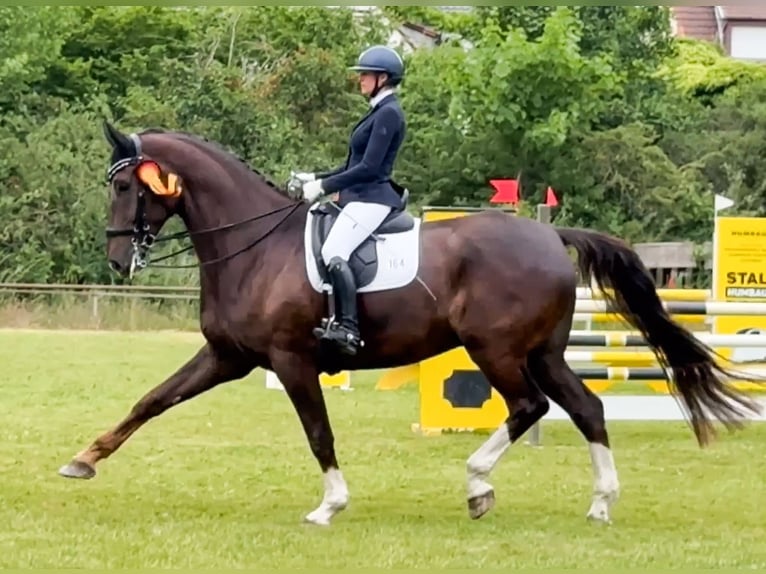Hannoveraan Ruin 10 Jaar 185 cm Donkere-vos in Gernsheim