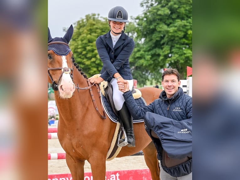 Hannoveraan Ruin 10 Jaar Bruin in Tainach